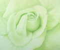 rose_green_obraz_olejny